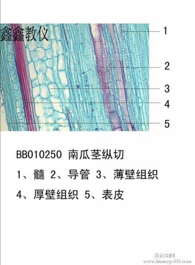 南瓜茎纵切筛管手绘图图片